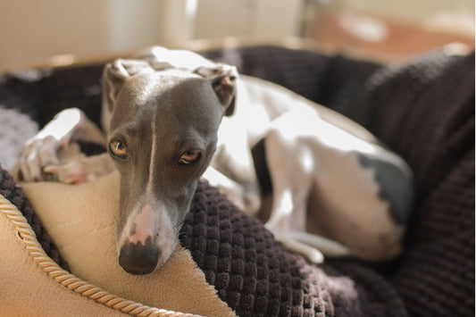 Italian Greyhound Harness - Choosing The Right One