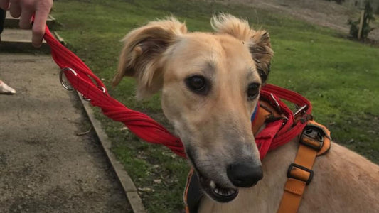 Blondie the saluki at Battersea Old Windsor