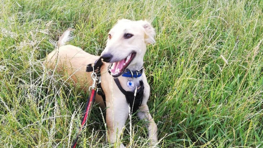 blondie the saluki in her battersea collar