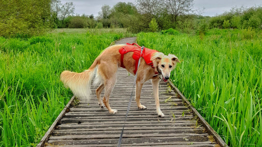 The Full Story of Snootiful Hound