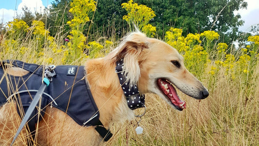 Why are sighthounds prone to slipping their collars?