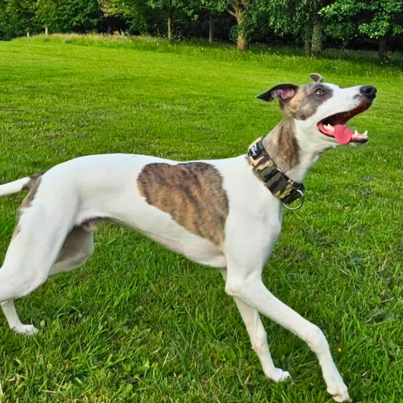 Green Camo Martingale Collar for Sighthounds - Padded