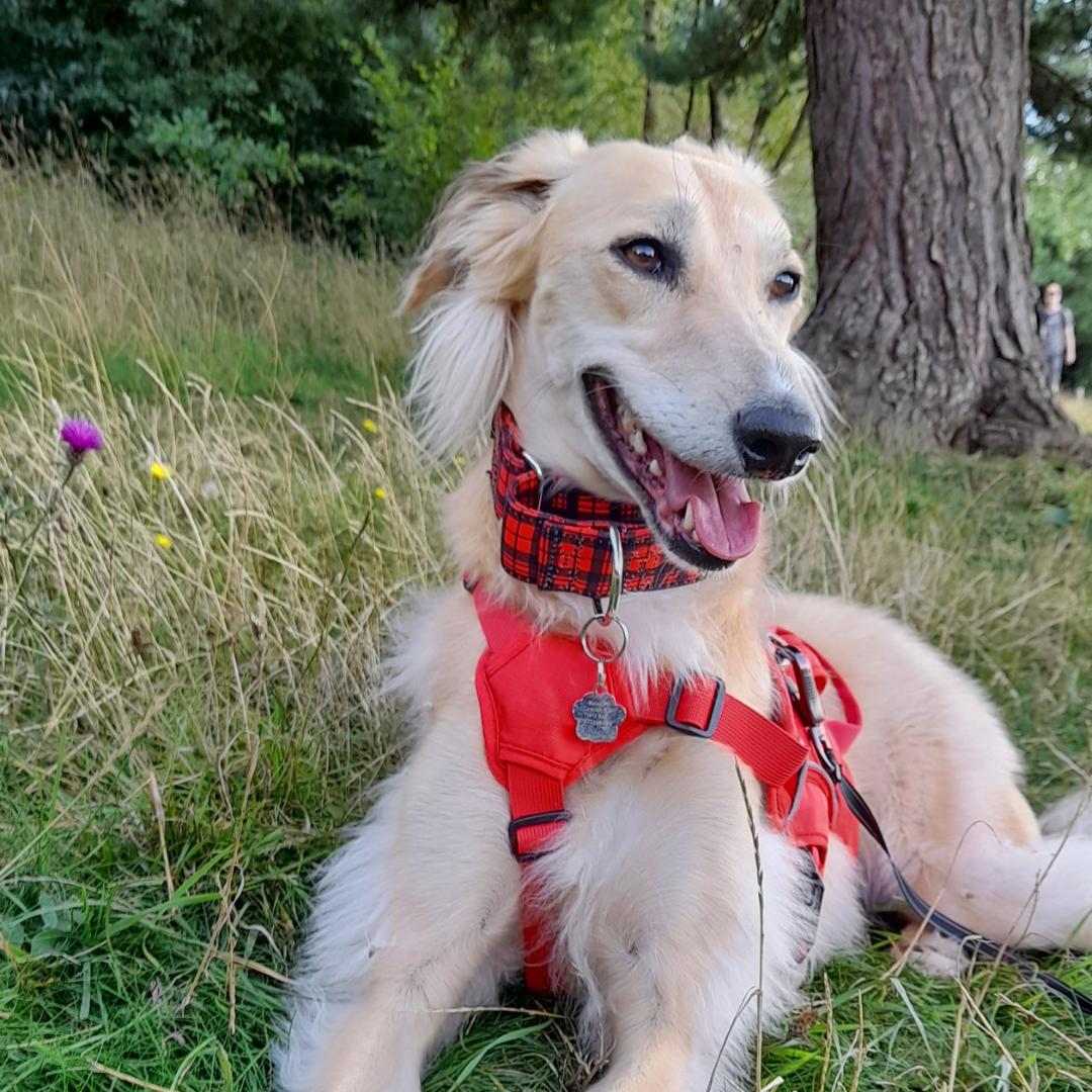 Red Tartan Check Martingale Collar for Sighthounds - Padded