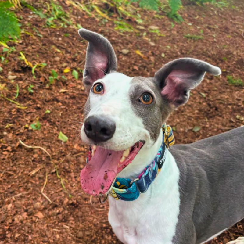 Floral Martingale Collar for Sighthounds - Padded