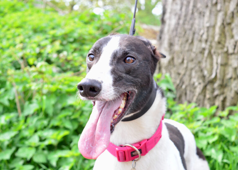 greyhound archie