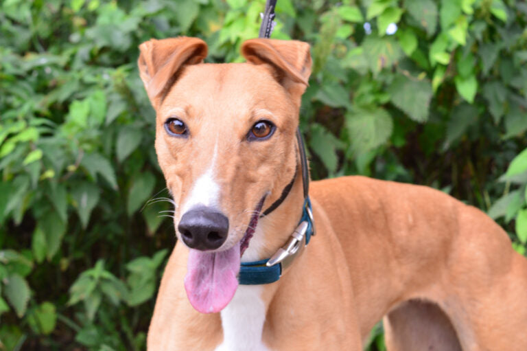 greyhound venus