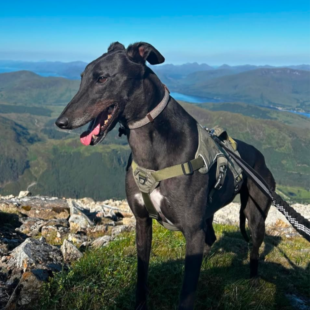 greyhound harness with front ring