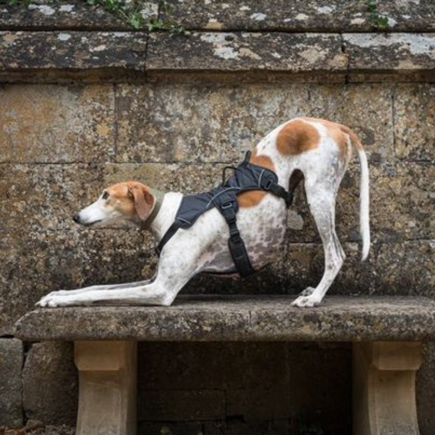 lurcher in 3 point dog harness