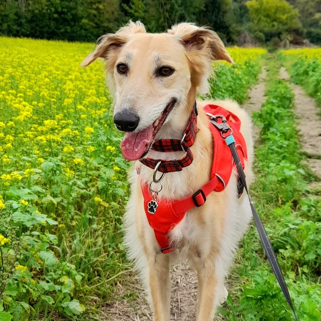 blondie the saluki in red martingale collar from front