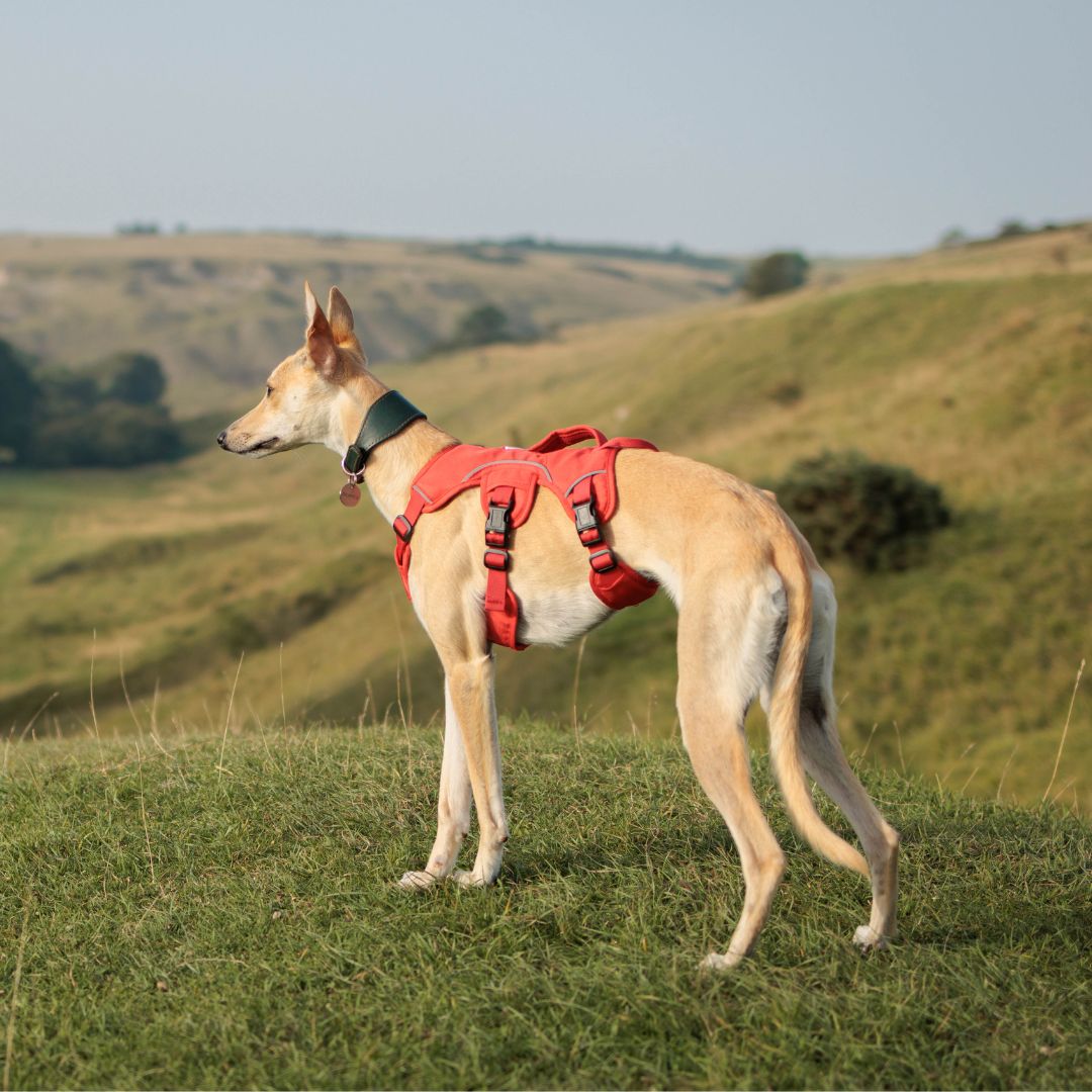 trendy whippet Ada in no slip harness