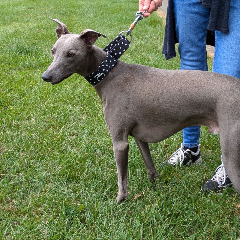 whippet wearing martingale collar
