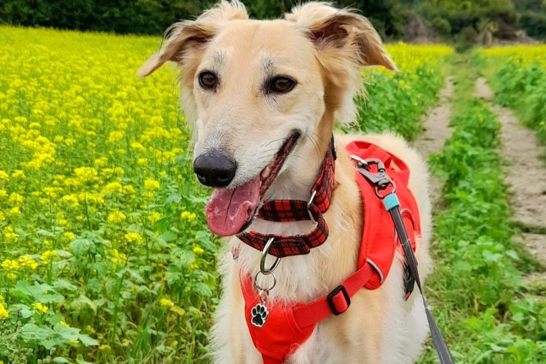 Sighthound Harness - Choosing A Harness For Your Sighthound