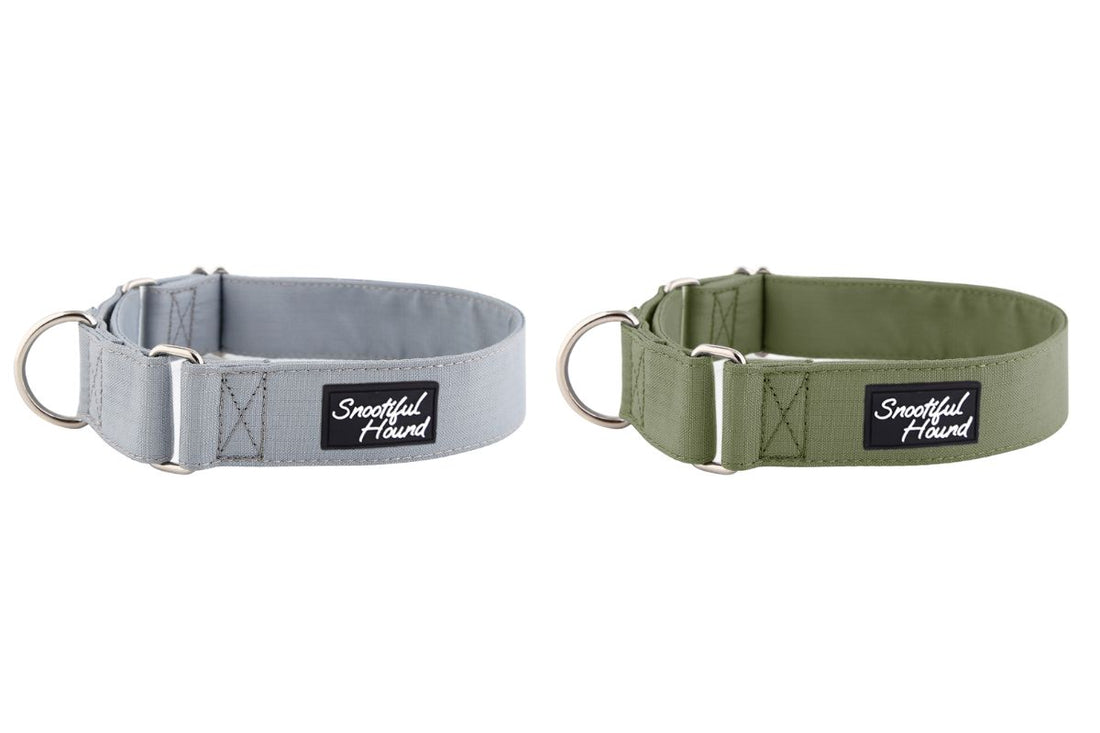 Greyhound Martingale Collars: Blend Safety and Comfort