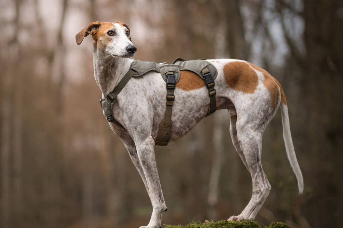 Lurcher Harness - Choosing a Harness for Your Lurcher