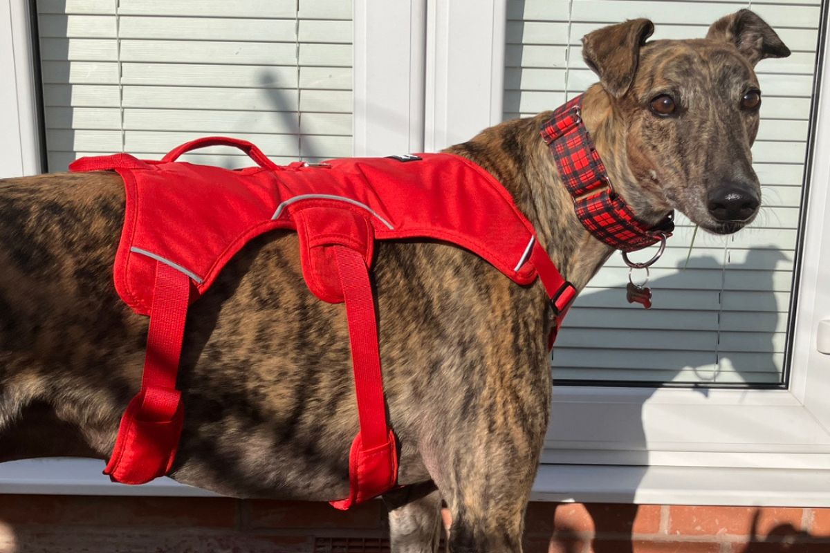 Greyhound harness size sale