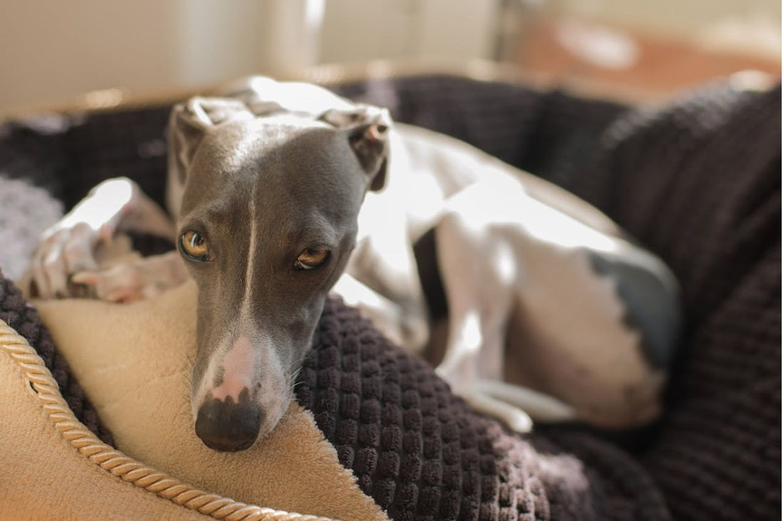 Italian Greyhound Harness - Choosing The Right One