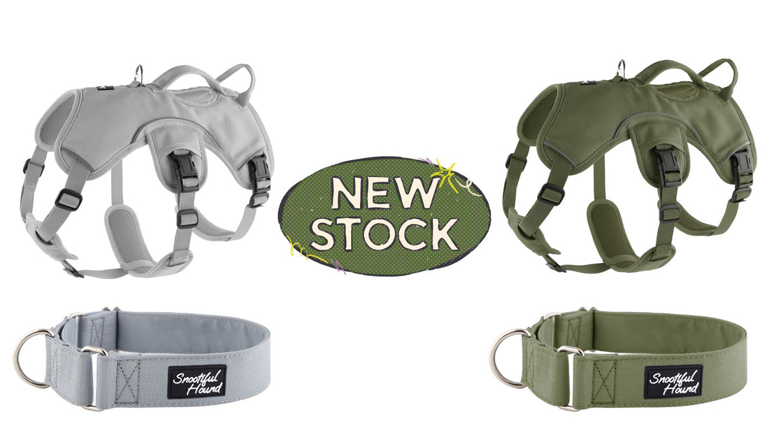 new stock image showing new harnesses and martingale collars