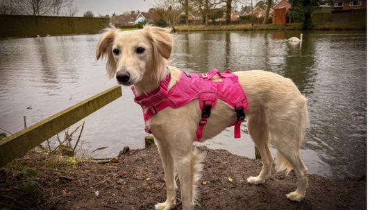 Can You Leave A Martingale Collar On Indoors?