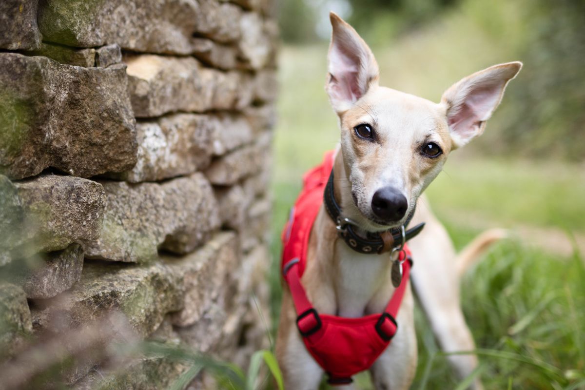 Whippet Harness Choosing A Harness For Your Whippet Snootiful