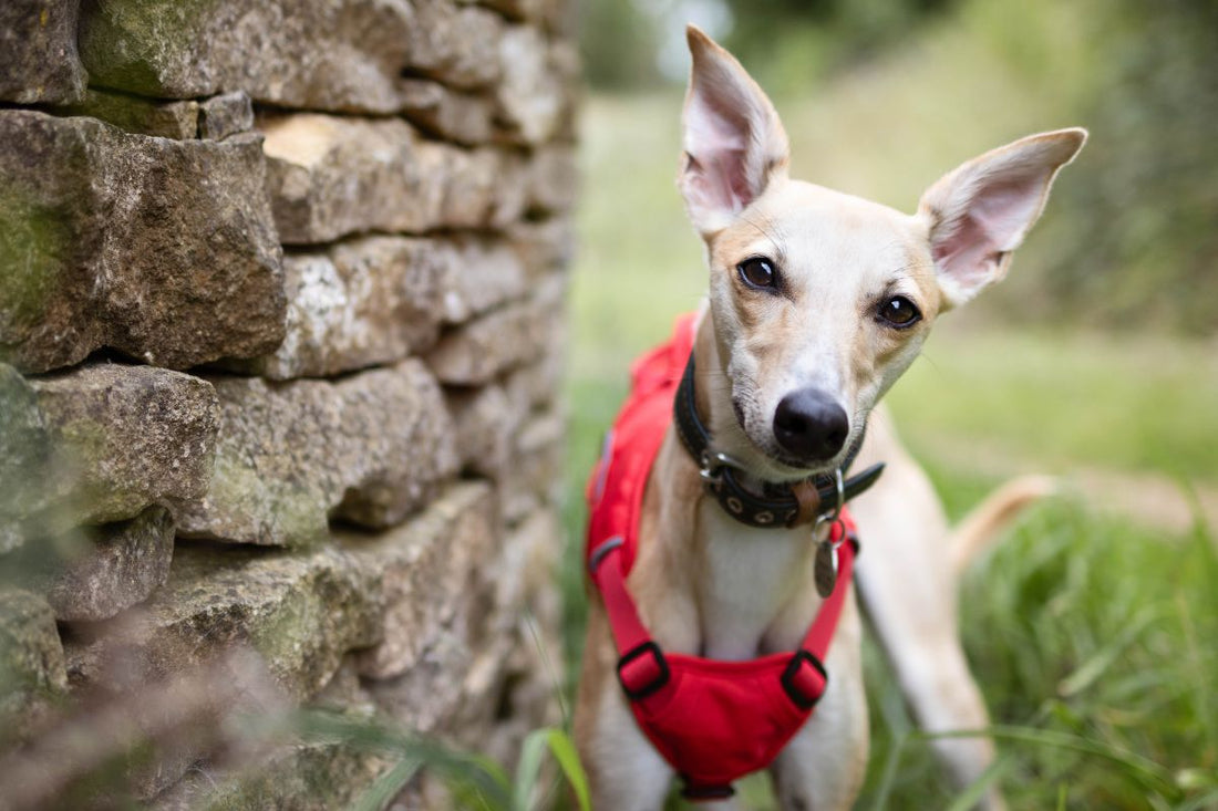 Whippet Harness - Choosing A Harness For Your Whippet