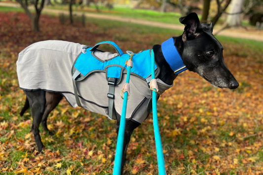dry dogs harness