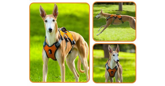 Dry Dogs Harness Review — Features, Comfort Issues & Best Alternative