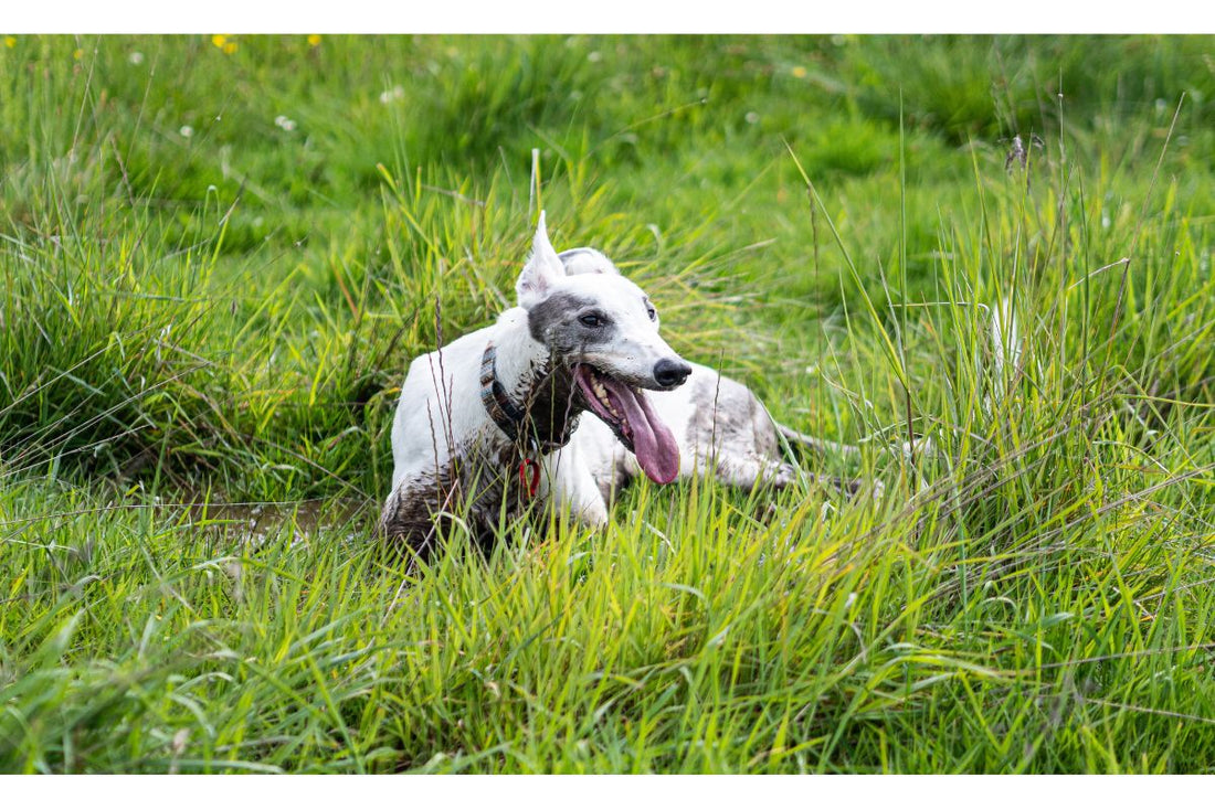 Greyhound Breed Information