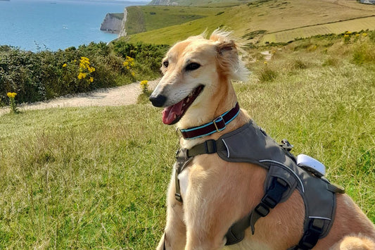 Greyhound House Collars: Choosing the Right One