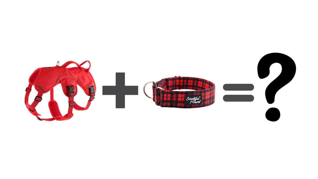 Should You Use A Harness And Collar With Your Sighthound?
