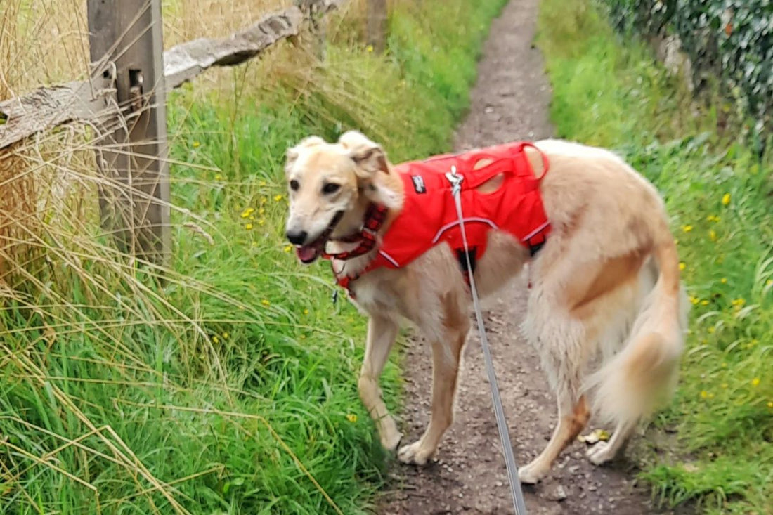 blondie-saluki-red-sighthound-harness