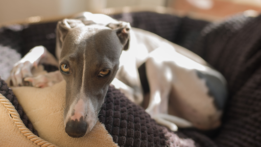 Italian Greyhound Harness Guide: Choosing The Best Harness For Your Iggy