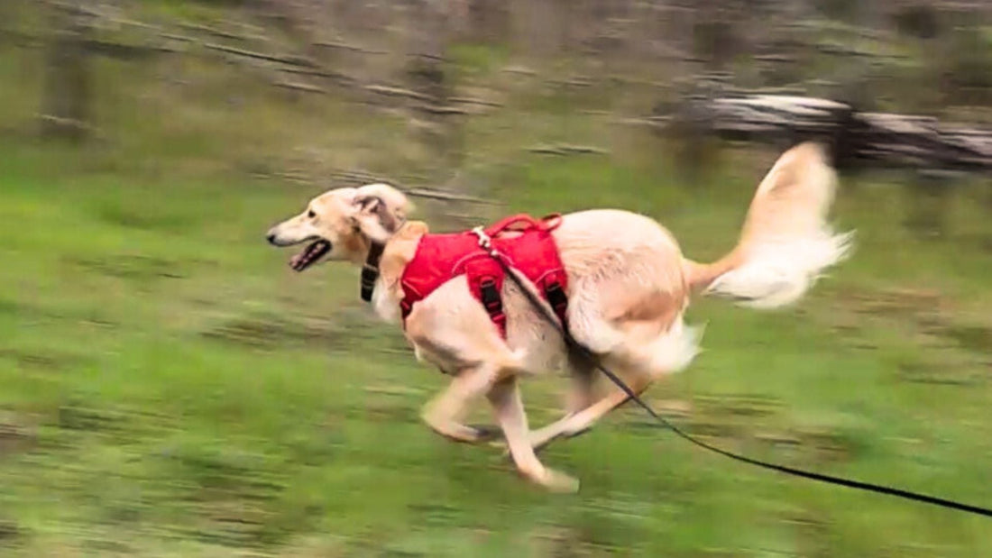 How Using A Harness With Blondie Changed Our Lives