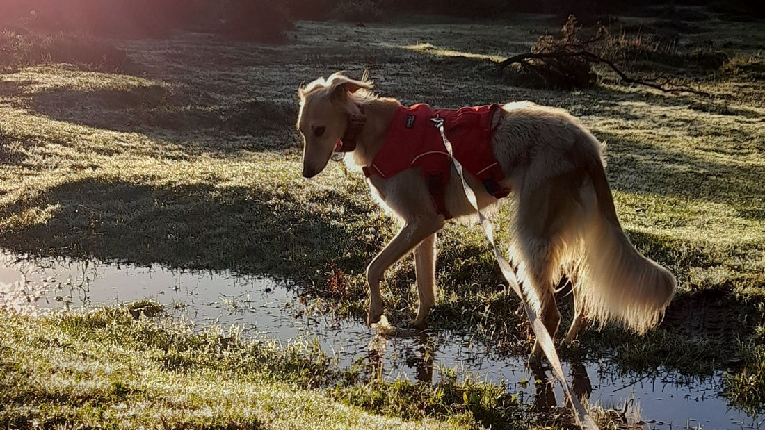 Stop Your Sighthound Pulling When Walking On A Harness