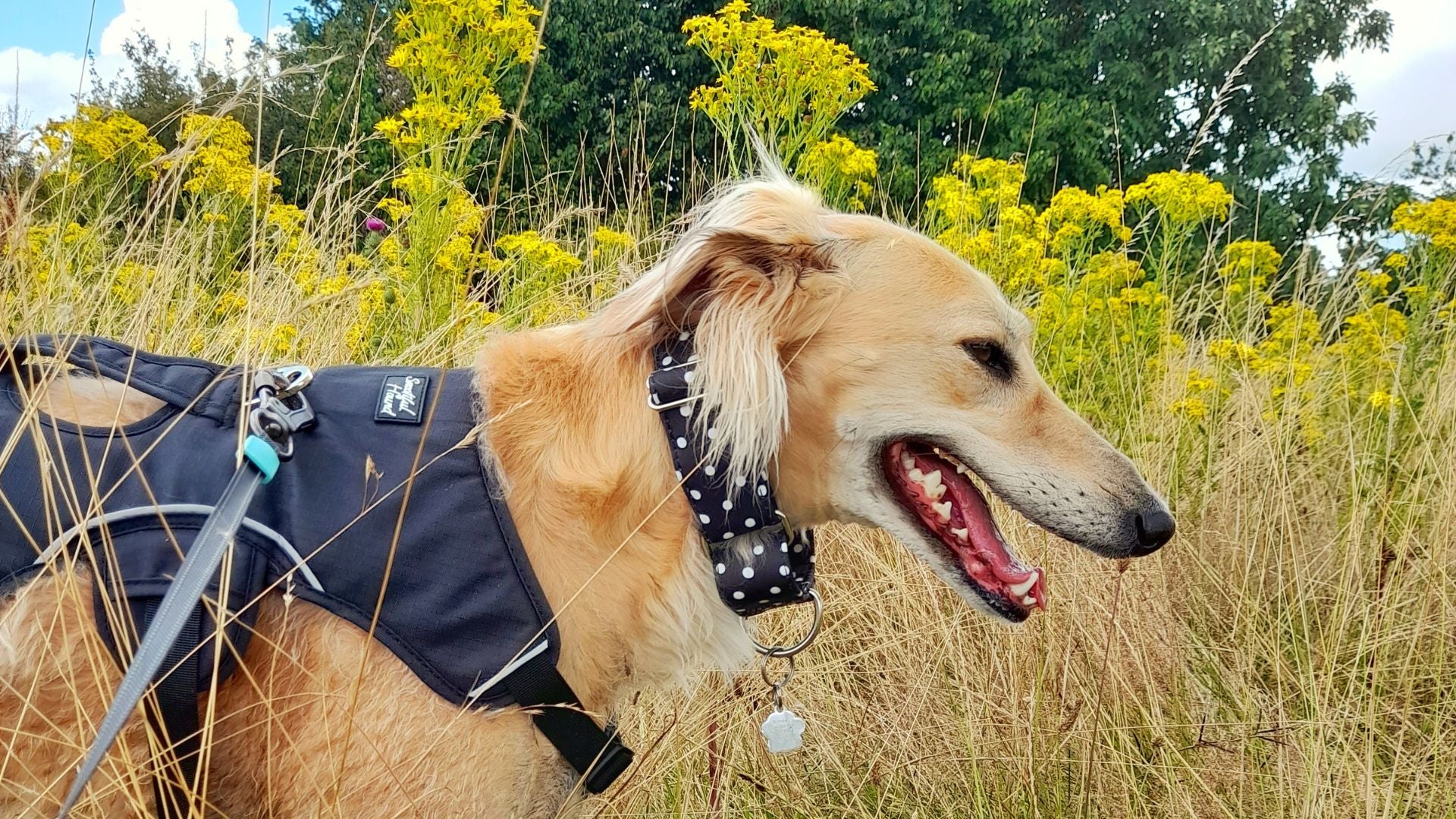 Dog slips out of collar best sale