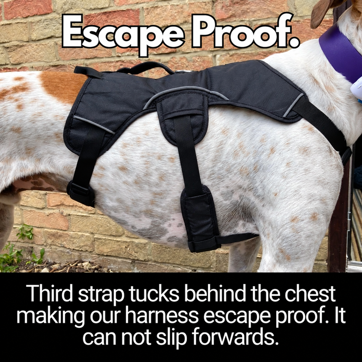 Sighthound Harness | Whippets, Greyhounds & Lurchers | Escape Proof