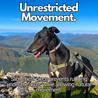 Sighthound Harness | Whippets, Greyhounds & Lurchers | Escape Proof