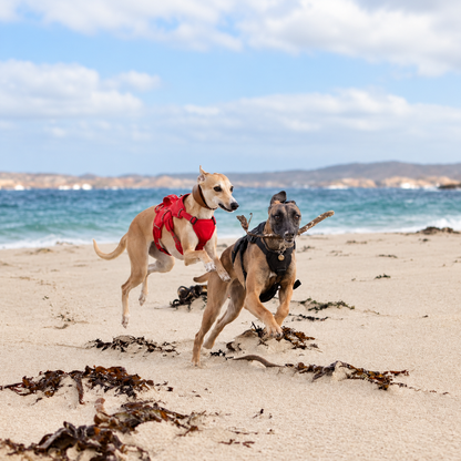 Sighthound Harness | Whippets, Greyhounds & Lurchers | Escape Proof