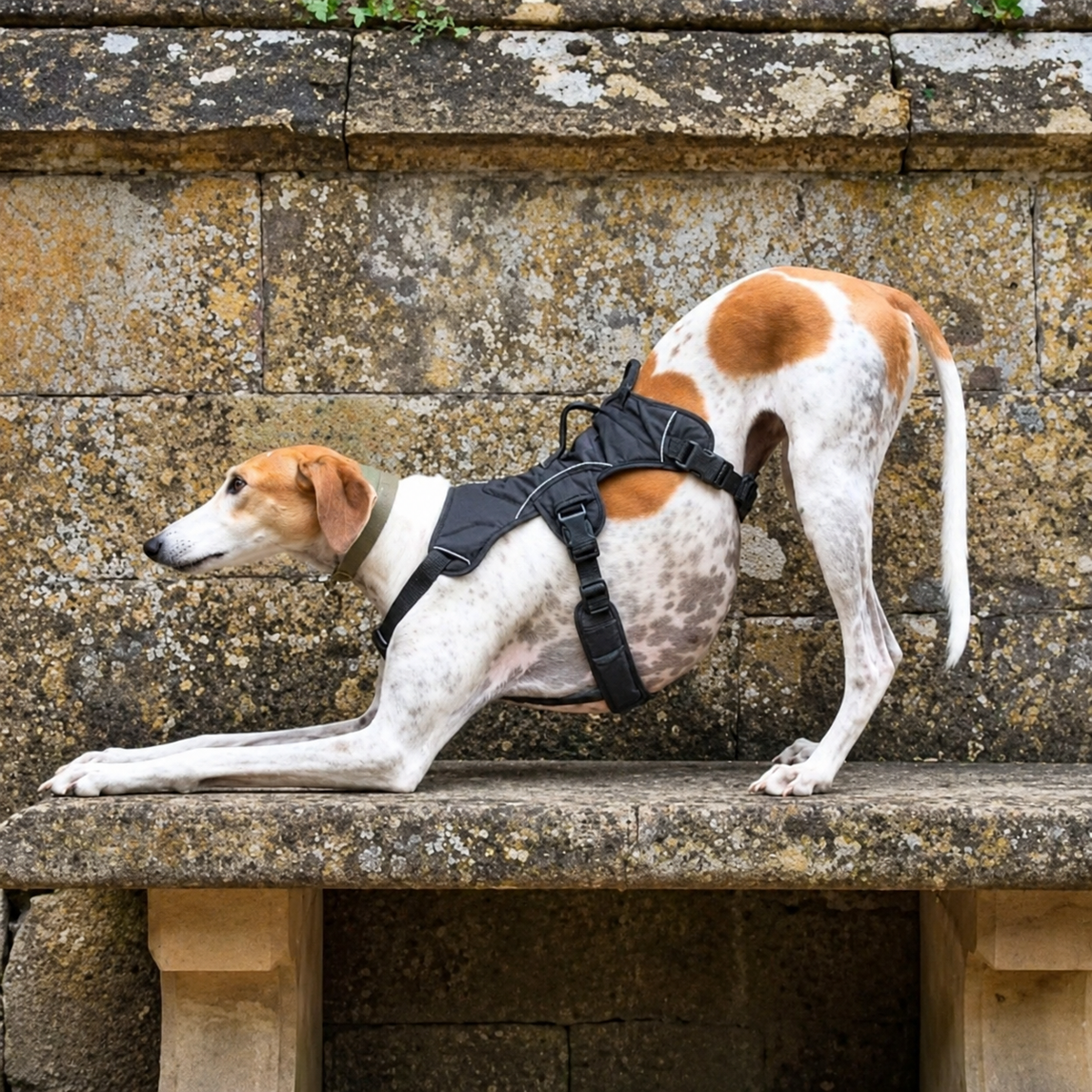 Sighthound Harness | Whippets, Greyhounds & Lurchers | Escape Proof