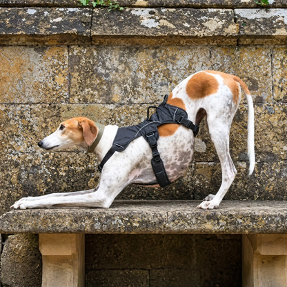 Sighthound Harness | Whippets, Greyhounds & Lurchers | Escape Proof