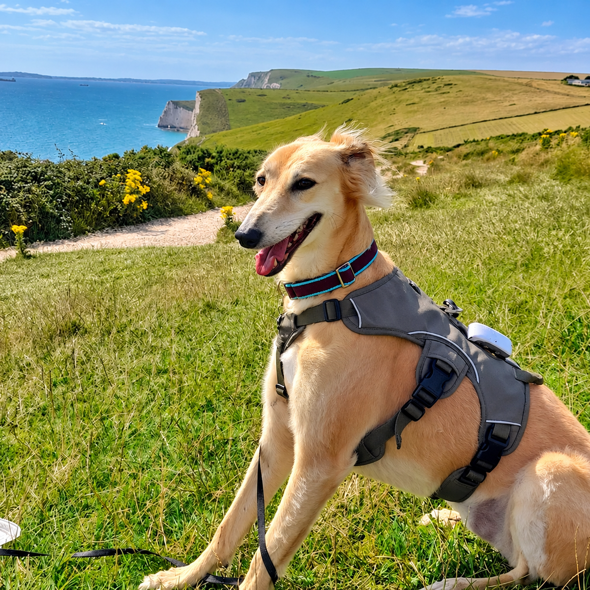 Sighthound Harness | Whippets, Greyhounds & Lurchers | Escape Proof