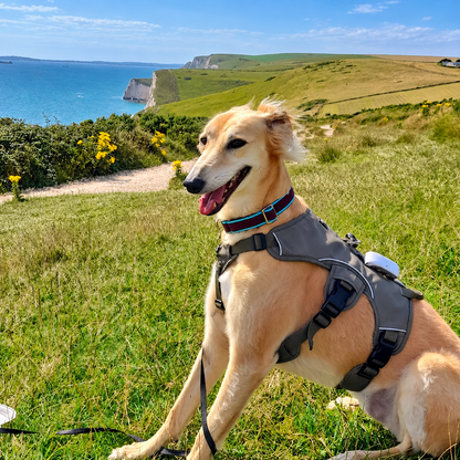 Sighthound Harness | Whippets, Greyhounds & Lurchers | Escape Proof