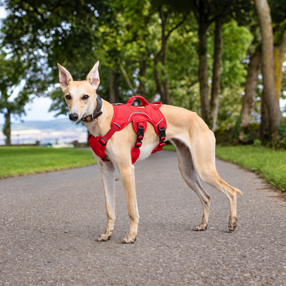 Sighthound Harness | Whippets, Greyhounds & Lurchers | Escape Proof