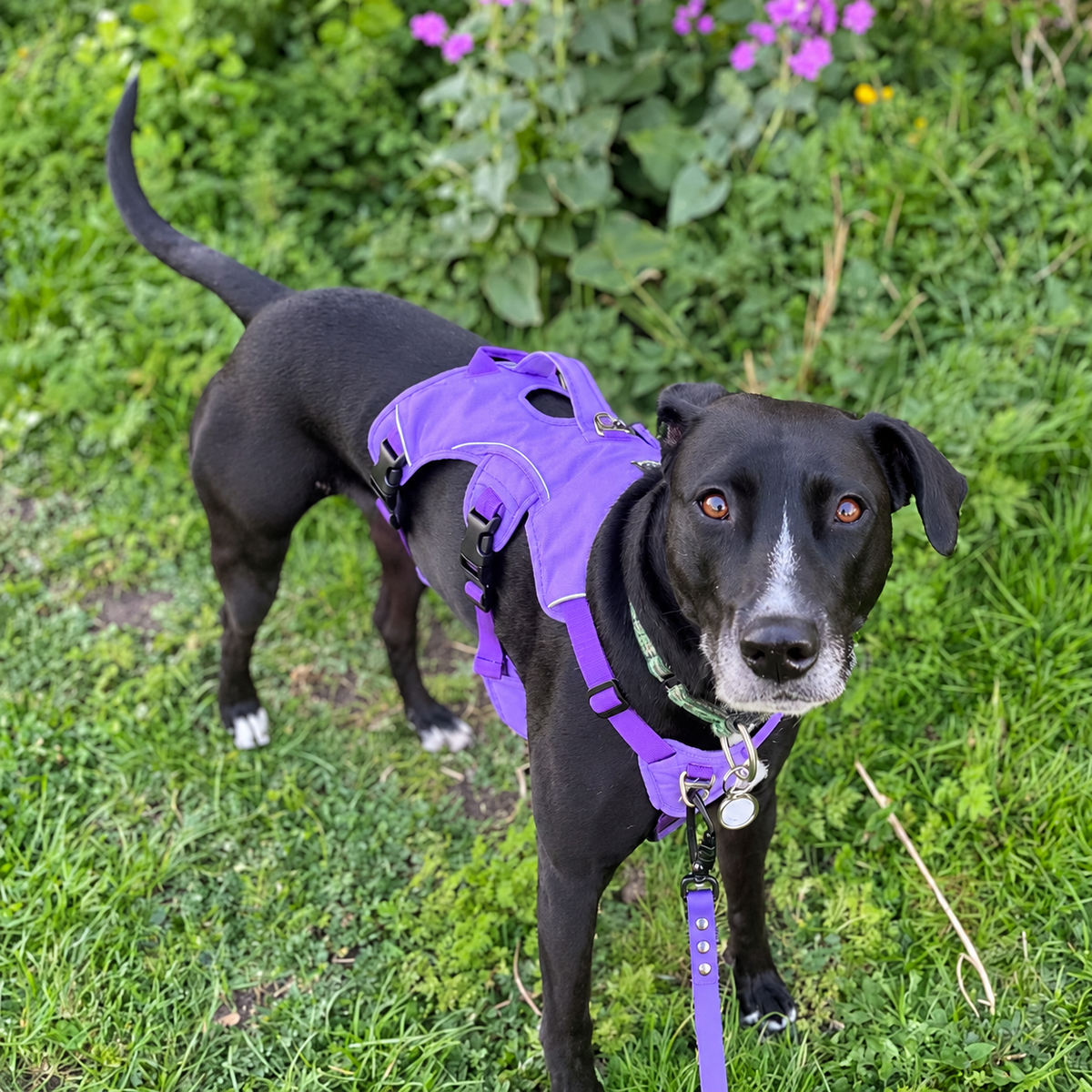 Sighthound Harness | Whippets, Greyhounds & Lurchers | Escape Proof