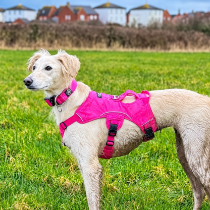 Sighthound Harness | Whippets, Greyhounds & Lurchers | Escape Proof