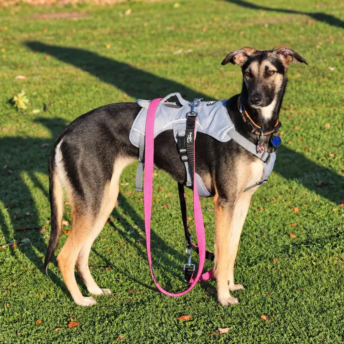 Sighthound Harness | Whippets, Greyhounds & Lurchers | Escape Proof
