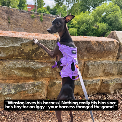 Sighthound Harness | Whippets, Greyhounds & Lurchers | Escape Proof