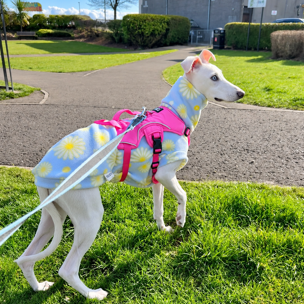 Sighthound Harness | Whippets, Greyhounds & Lurchers | Escape Proof