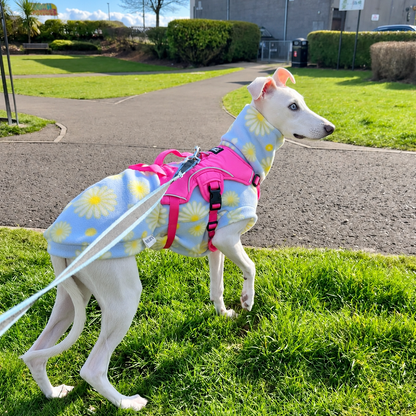 Sighthound Harness | Whippets, Greyhounds & Lurchers | Escape Proof