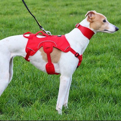 Sighthound Harness | Whippets, Greyhounds & Lurchers | Escape Proof