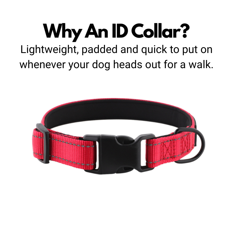 ID Dog Collar - Padded & Reflective- Greyhounds & Whippets